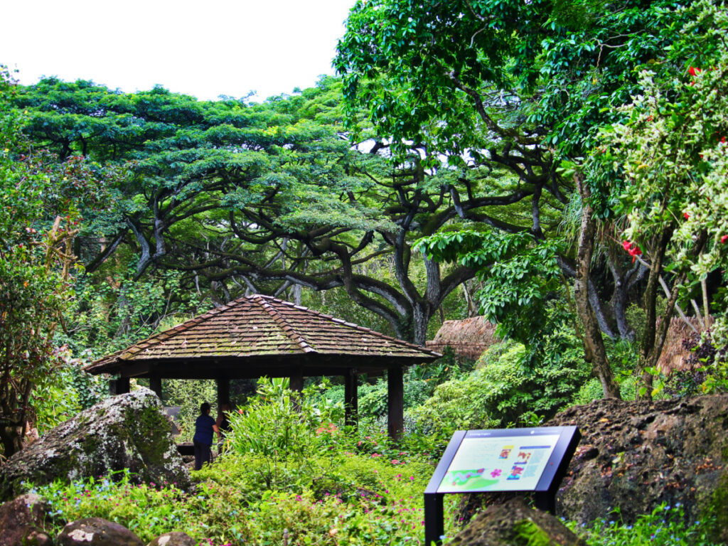 Acacia Trees in Waimea Valley North Shore Oahu 1