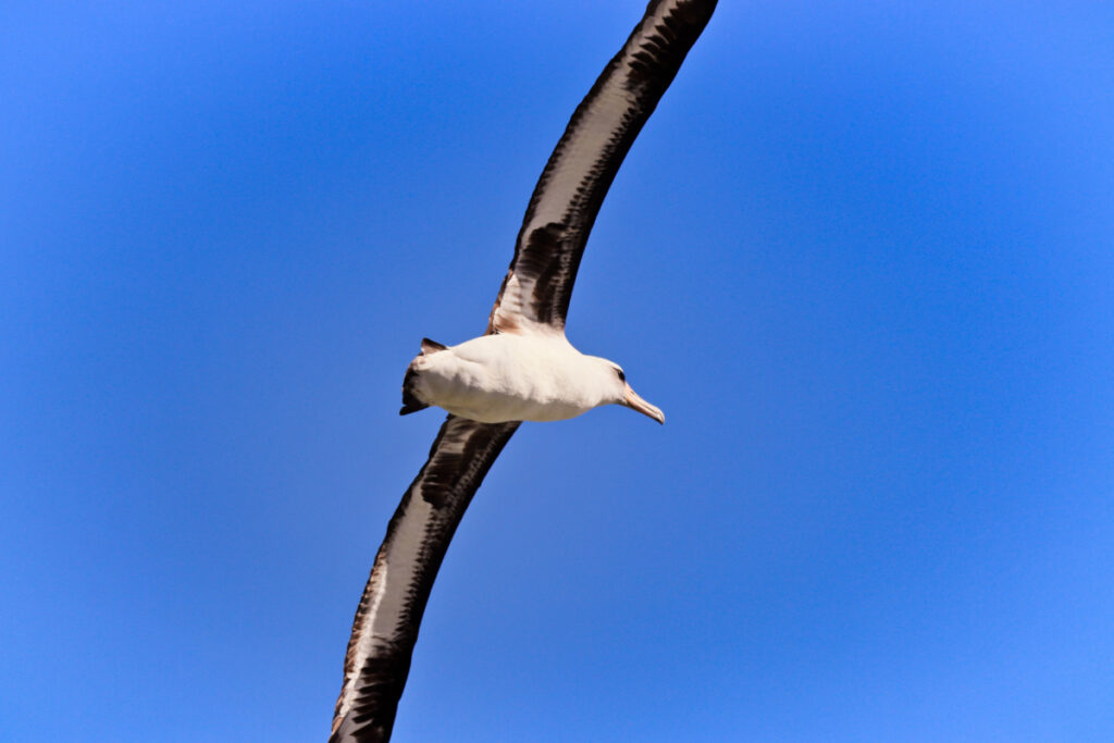 Albatross at Kilauea Lighthouse National Wildlife Refuge North Shore Kauai Hawaii 1