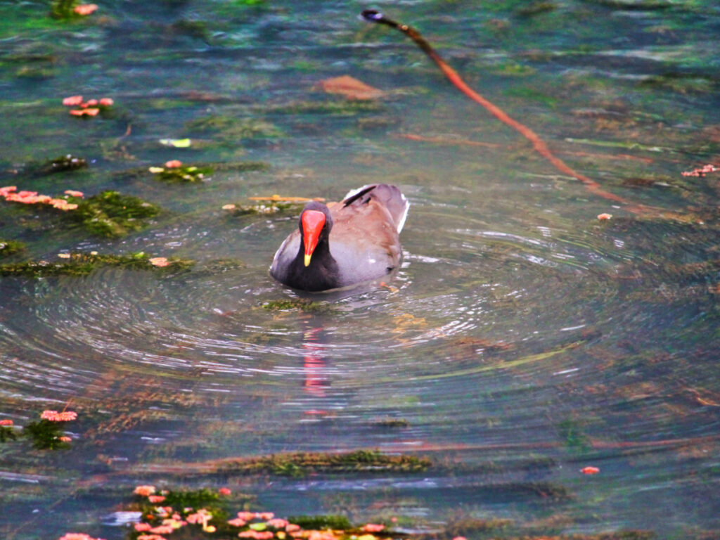 Colorful duck at Waimea Valley North Shore Oahu 4