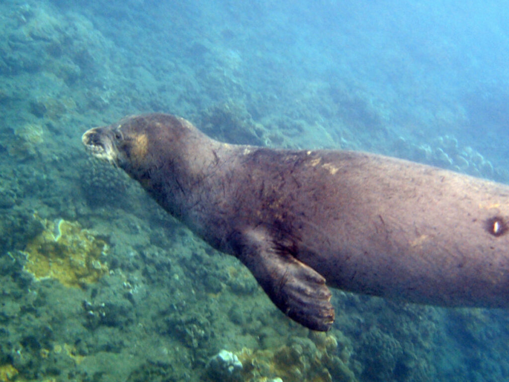 Hawaiian Monk Seal at Olowalu Beach West Maui