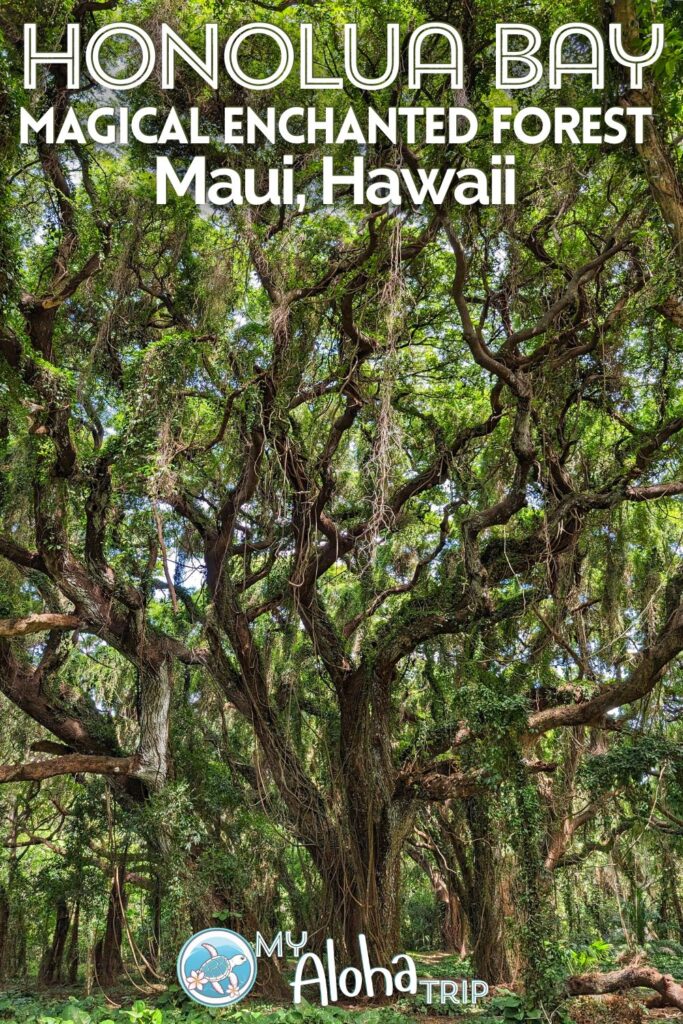 Honolua Bay and the Beautiful Magical Enchanted Forest of Maui