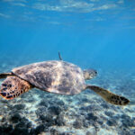 Honu Hawaiian Green Sea Turtle while snorkeling at Olowalu Beach Maui Hawaii 2