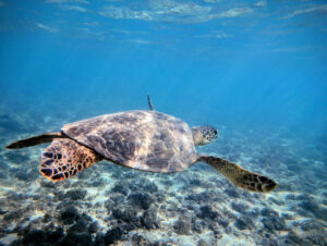 Honu Hawaiian Green Sea Turtle while snorkeling at Olowalu Beach Maui Hawaii 2