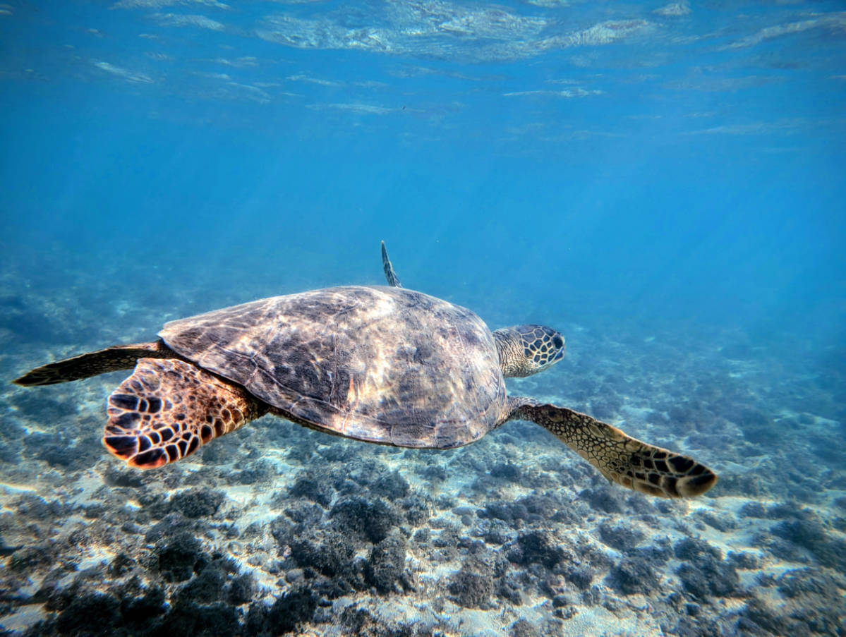 Snorkeling at Beautiful Olowalu Beach on Maui