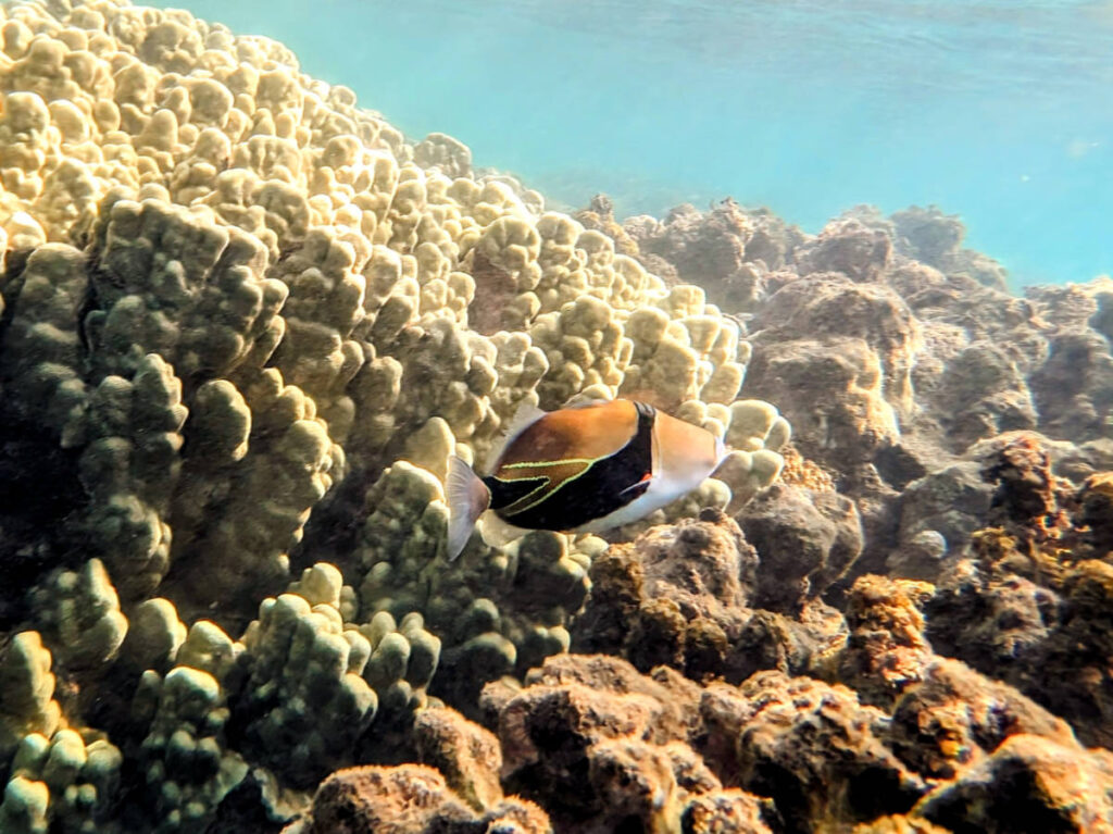 Humuhumunukanukaapuaa Triggerfish at Olowalu Beach Snorkeling on Maui Hawaii 2