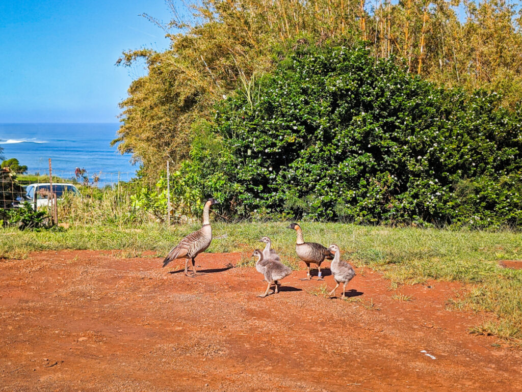 Nene Geese at Kilauea National Wildlife Refuge North Shore Kauai Hawaii 1