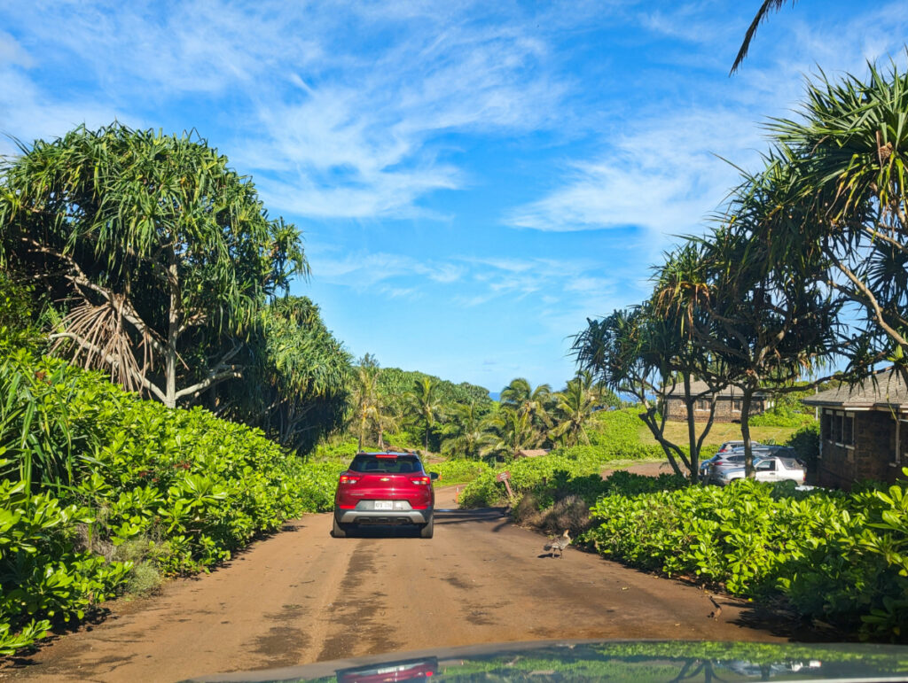 Nene Geese at Kilauea National Wildlife Refuge North Shore Kauai Hawaii 2