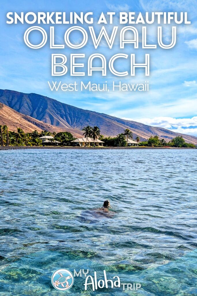 Snorkeling at Olowalu Beach is one of my favorite things to do on Maui. The calm water and abundance of wildlife make this unique beach a top pick for snorkeling with kids and seeing monk seals in Hawaii.