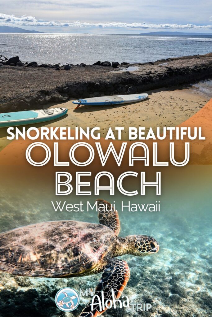 Snorkeling at Olowalu Beach is one of my favorite things to do on Maui. The calm water and abundance of wildlife make this unique beach a top pick for snorkeling with kids and seeing monk seals in Hawaii.