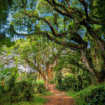 Taylor Family at Honolua Bay Magical Enchanted Forest Maui Hawaii 4