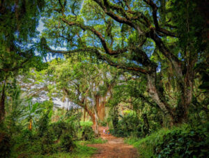 Taylor Family at Honolua Bay Magical Enchanted Forest Maui Hawaii 4