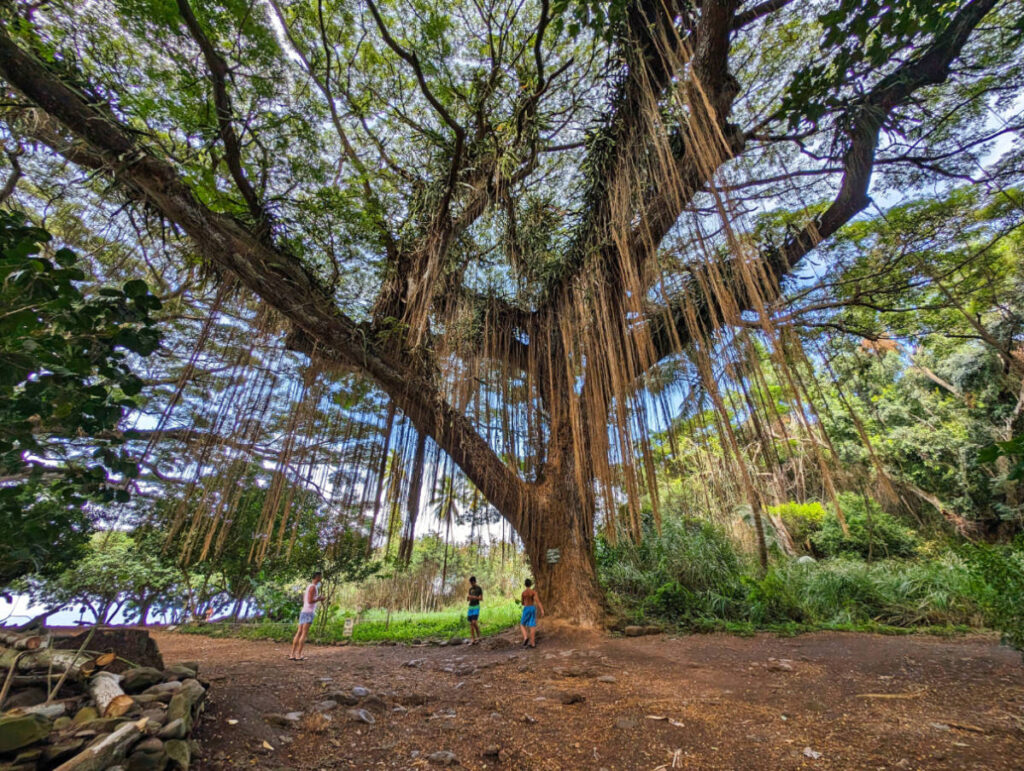 Taylor Family with Giant Tree in Magical Enchanted Forest Honolua Bay Maui Hawaii 1