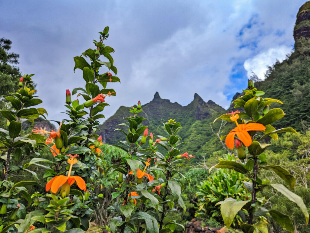 Tropical Flowers at Limahuli Garden Preserve North Shore Na Pali Coast Kauai Hawaii 1