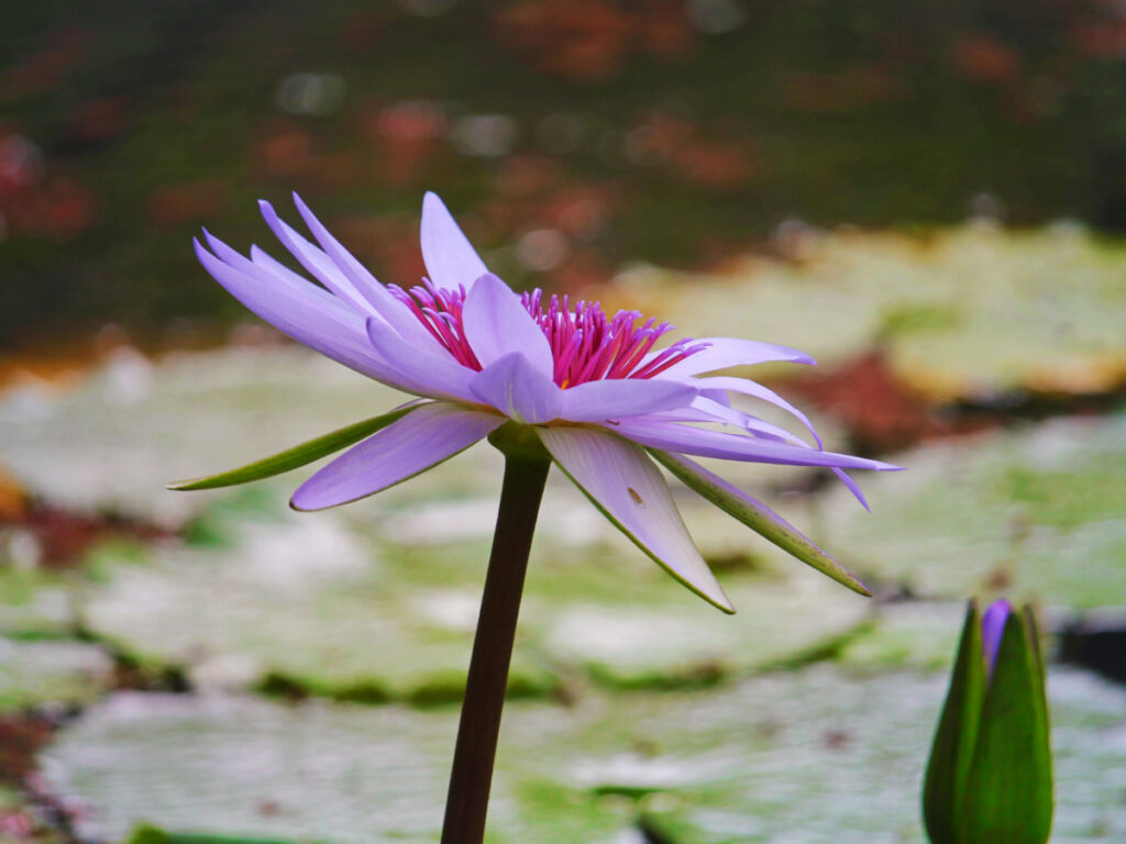 Water lilies at Waimea Valley North Shore Oahu 5