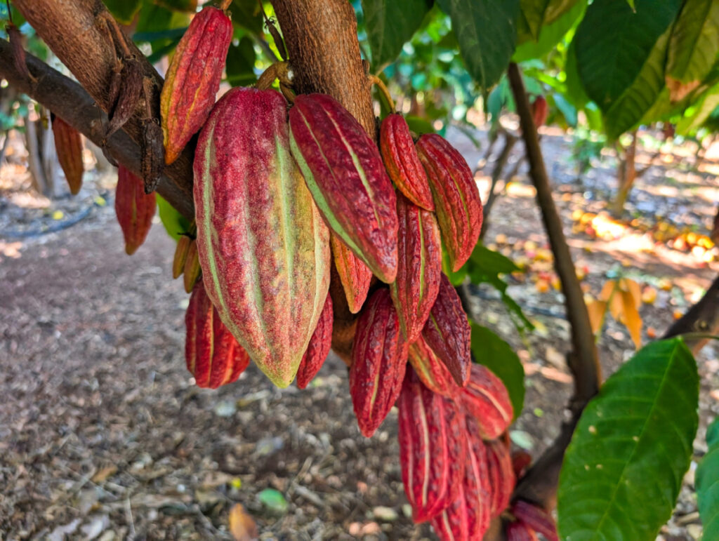 Cacao Bean in Cacao Grove at Maui Chocolate Tour Lahaina Maui Hawaii 2