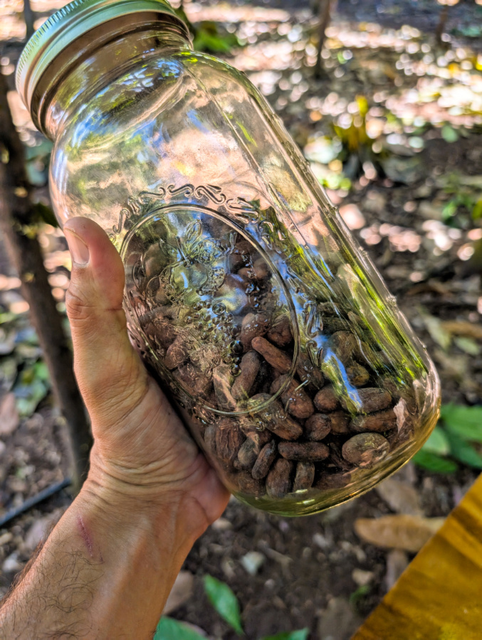 Cacao Bean Harvesting in Cacao Grove at Maui Chocolate Tour Lahaina Maui Hawaii 2