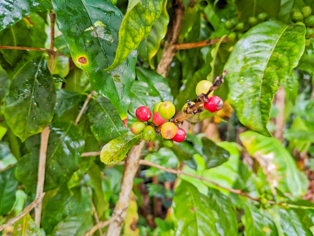 Coffee Cherries at Mountain Thunder Coffee Co Kona Big Island Hawaii 1