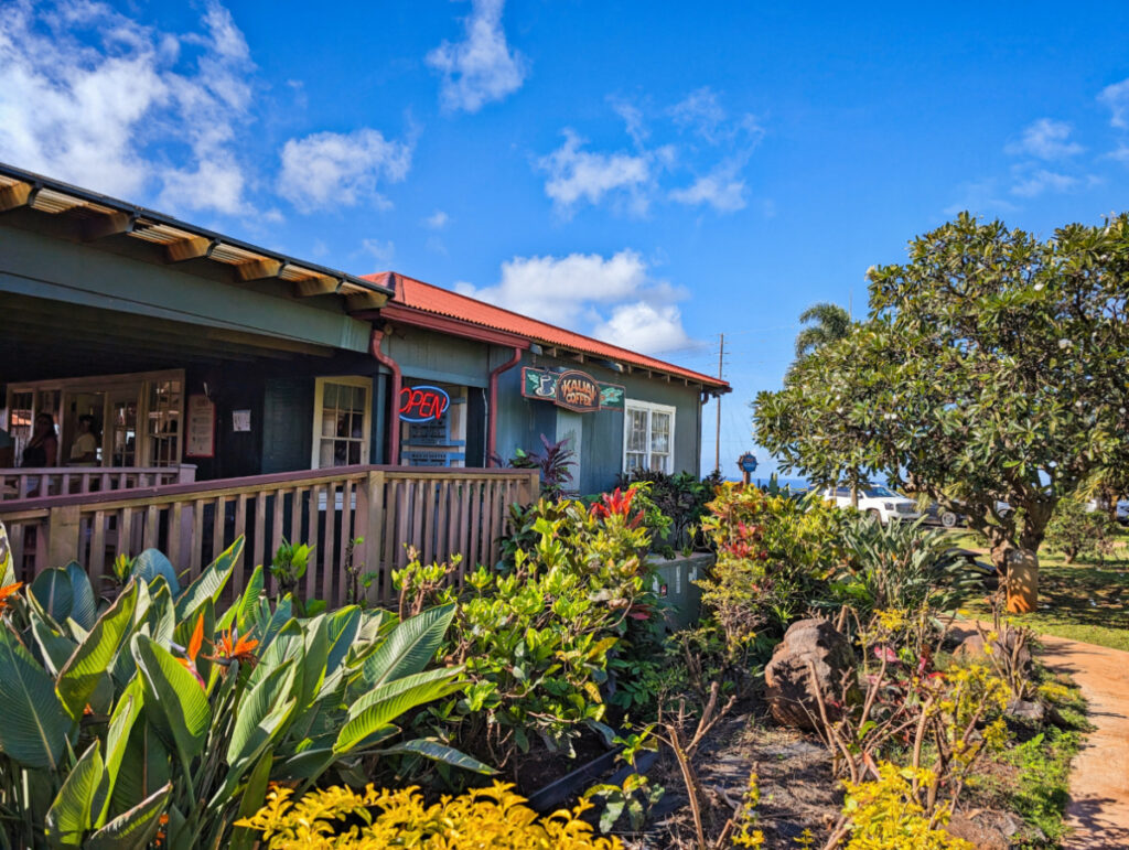 Coffee Farm at Kauai Coffee Company in Kalaheo South Shore Kauai 1