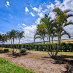 Coffee Plantation at Kau Coffee Mill Kona Coast South Shore Big Island Hawaii 1