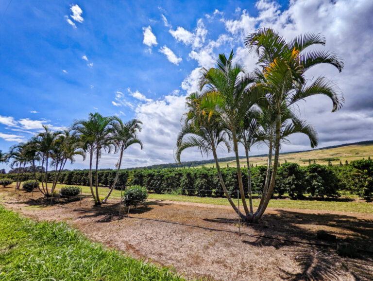 Coffee Plantation at Kau Coffee Mill Kona Coast South Shore Big Island Hawaii 1