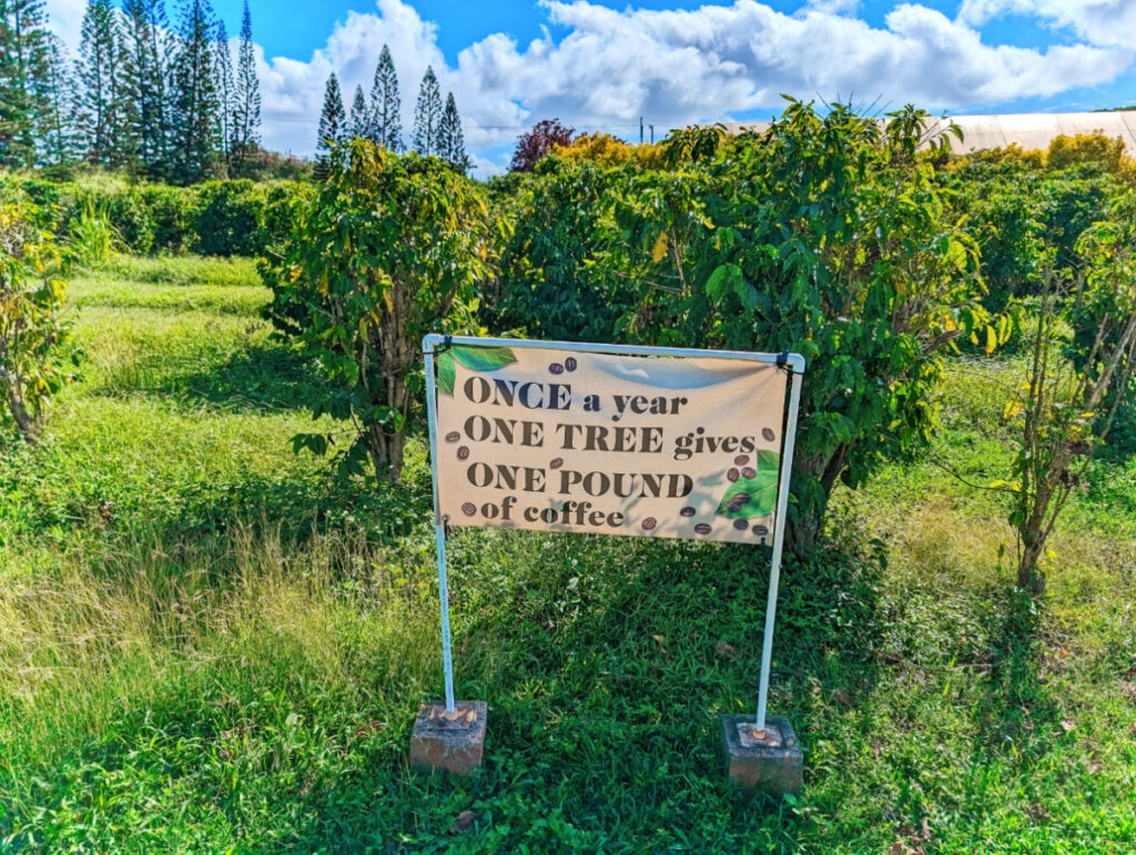 Coffee Trees at Kauai Coffee Company South Shore Kauai 1