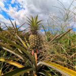 Field of Pineapples at Maui Gold Pineapple Farm Tour Haliimaile Maui Hawaii 7