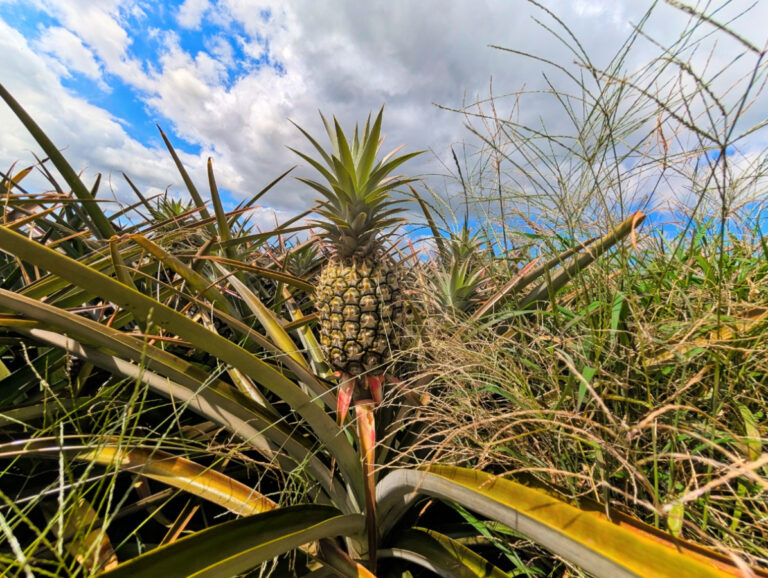 Field of Pineapples at Maui Gold Pineapple Farm Tour Haliimaile Maui Hawaii 7