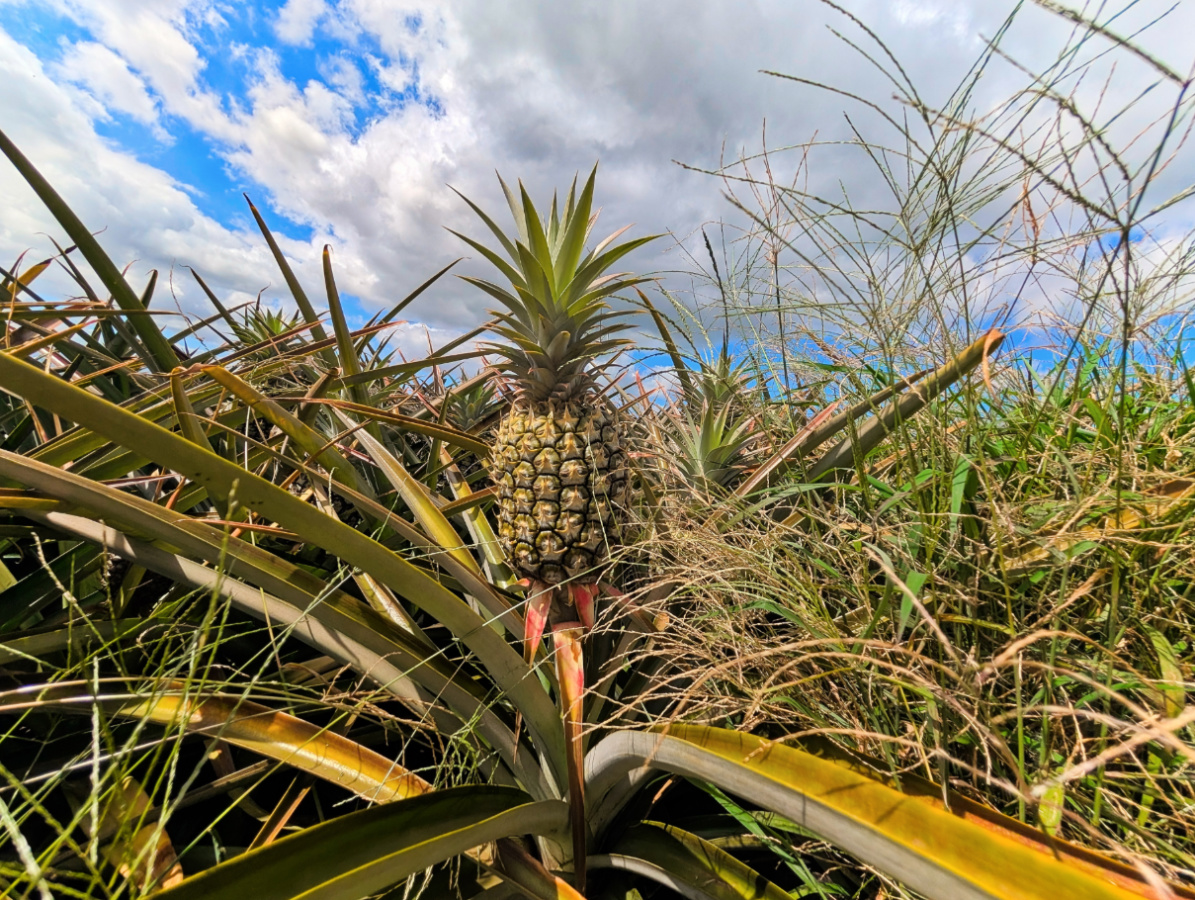 Maui Pineapple Tour: Tasty Fun and History at the Maui Gold Farm