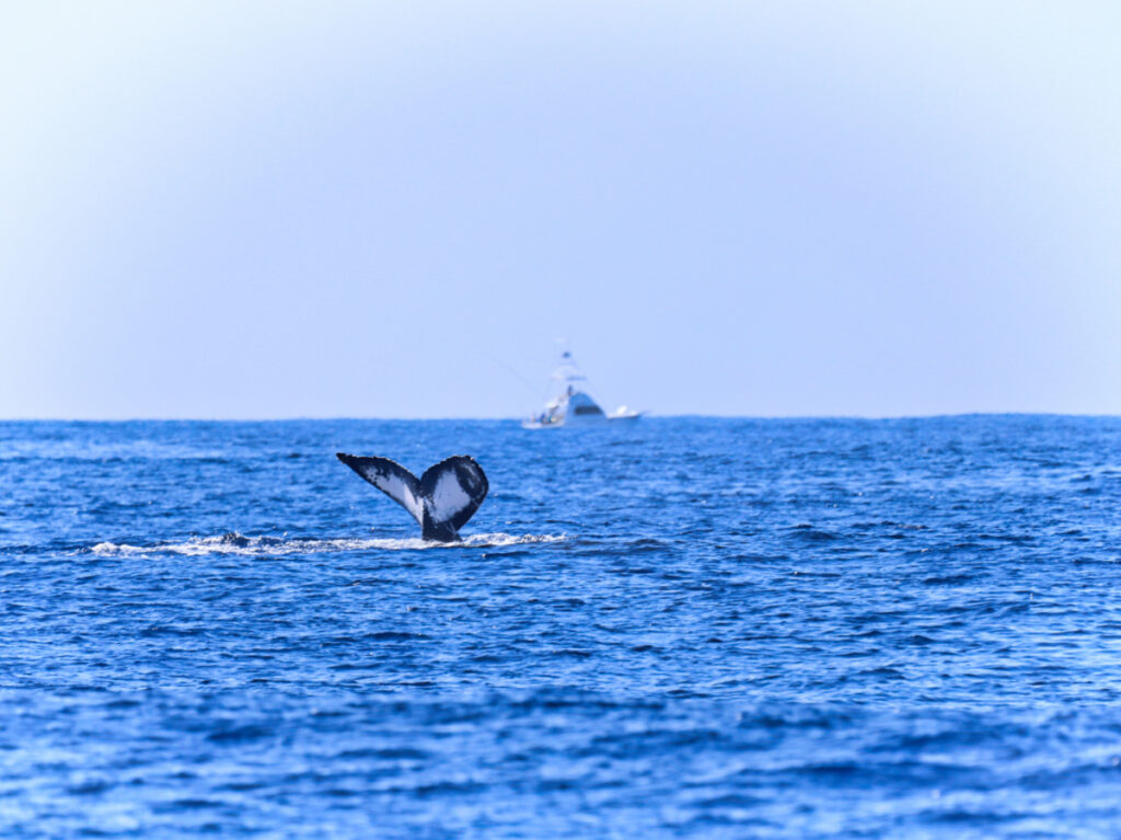 Humpback Whale Fluke from Body Glove Hawaii Whale Watching Kailua Kona Big Island 1