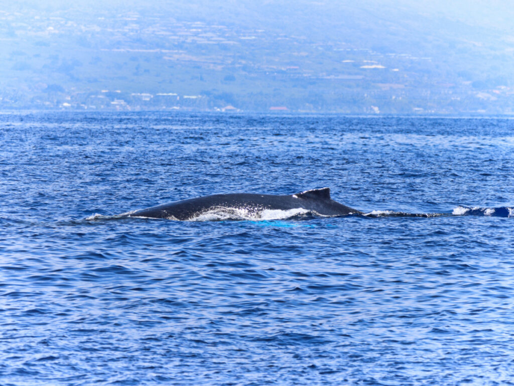 Humpback Whale from Body Glove Hawaii Whale Watching Kailua Kona Big Island 1