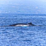 Humpback Whale from Body Glove Hawaii Whale Watching Kailua Kona Big Island 1