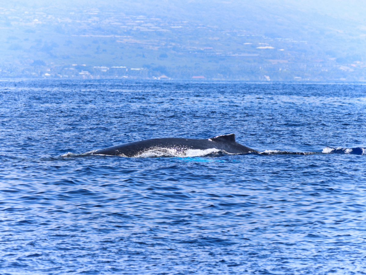 Kailua-Kona Whale Watching on the Awesome Body Glove Hawaii Catamaran