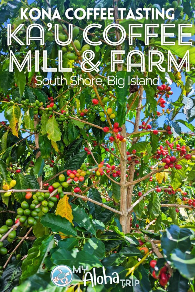 With so many coffee farms to visit, Ka'u Coffee Mill on the Big Island's Mamalahoa Highway stands out as one of the best. With coffee tastings, a beautiful farm and a little coffee education, it's a top pick for a Kona Coffee experience.