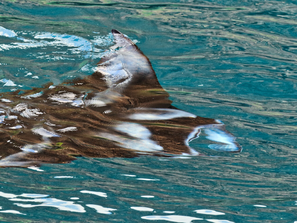 Manta Ray in Daylight in Kealakekua Bay from Body Glove Hawaii Historic Dinner Cruise Kailua Kona Big Island Hawaii 6