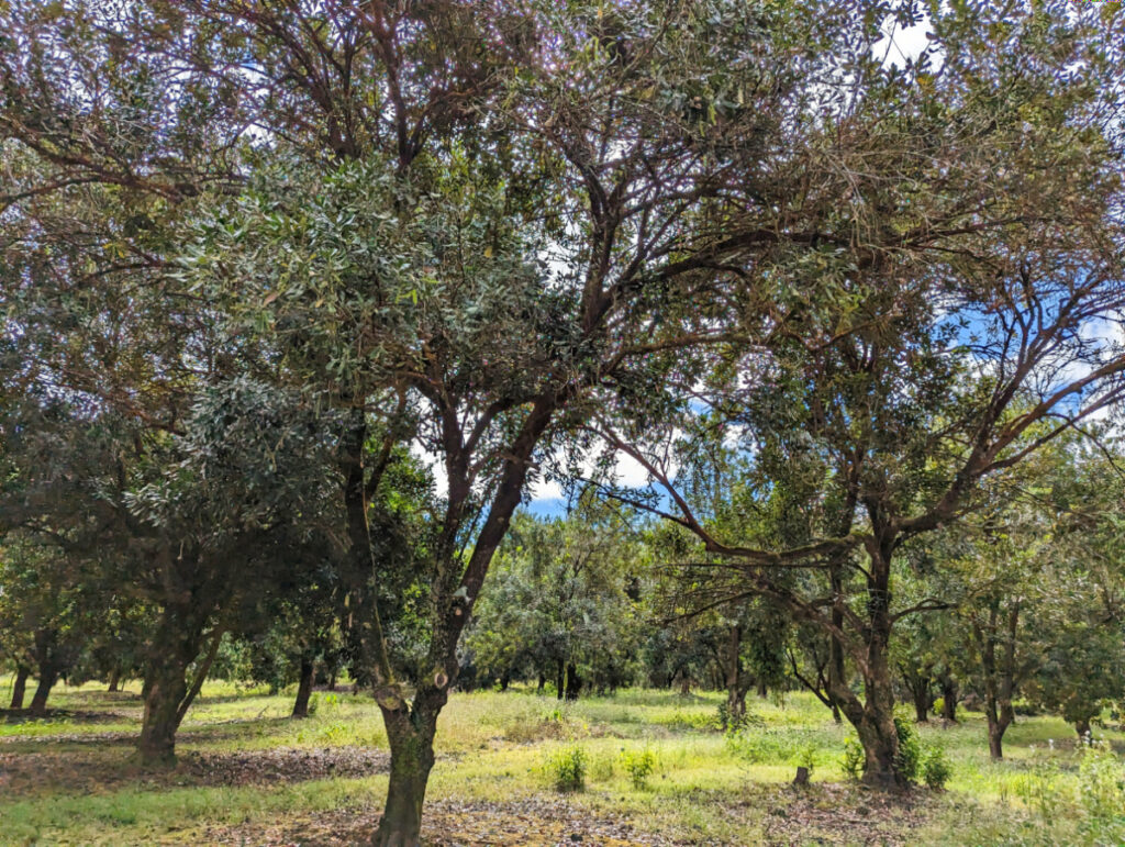 Orchard at Mauna Loa Macadamia Nut Farm Keaau Big Island Hawaii 1