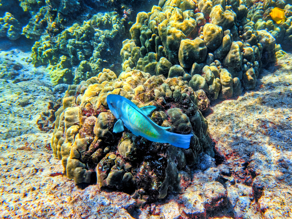 Parrot Fish while snorkeling in Kealakekua Bay with Body Glove Hawaii Super Raft Kailua Kona Big Island Hawaii 1