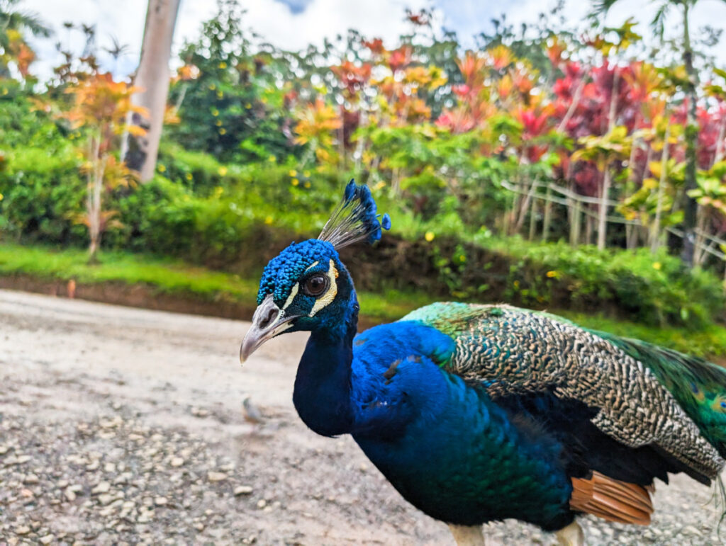 Peacock at Garden of Eden Arboretum Road to Hana Maui Hawaii 2