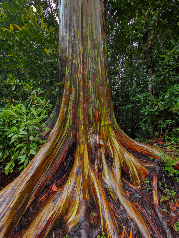 Rainbow Eucalyptus Forest on Road to Hana Maui Hawaii 3