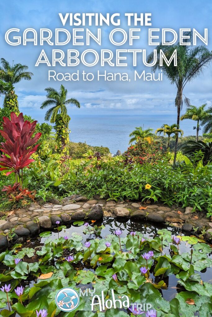 The Garden of Eden Arboretum on the Road to Hana is a beautiful stop as you drive around Maui. With trails, flowers, incredible trees and peacocks, this is a great stop to plan when you're exploring the island.