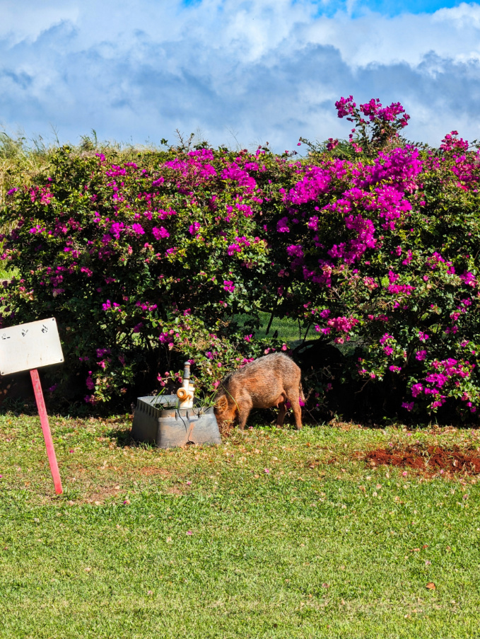 Wild Pig at Kauai Coffee Company in Kalaheo South Shore Kauai 1