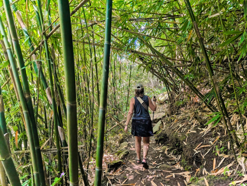 Bamboo Forest on Hawaii Forest and Trail Kohala Waterfall Hiking Big Island Hawaii 1