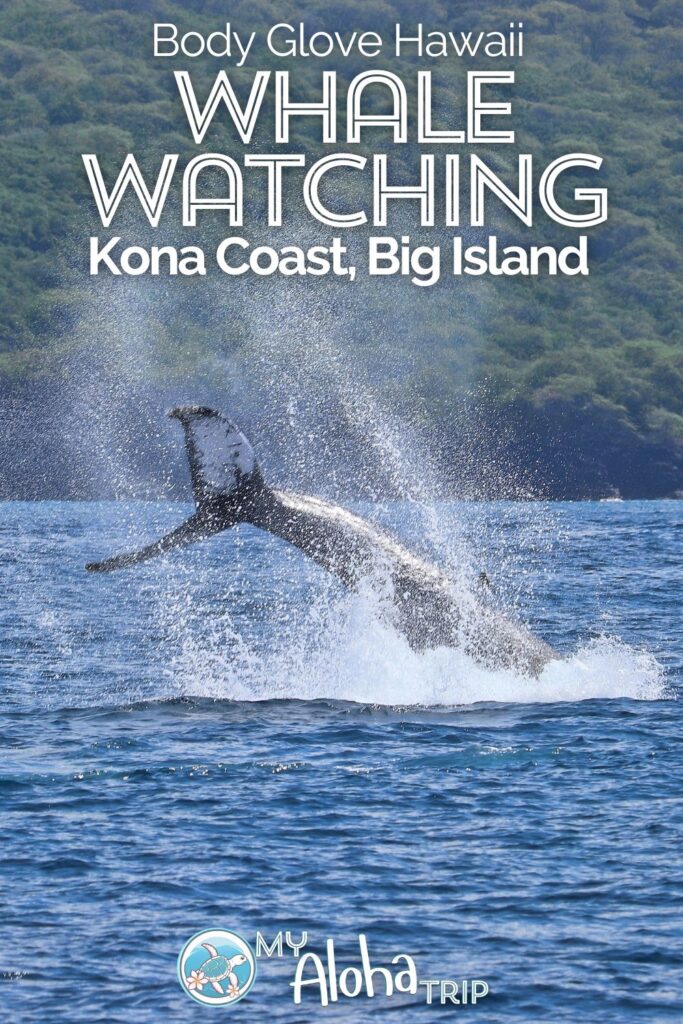 Whale watching from Kona is a great activity and a wonderful way to experience the wildlife of Hawaii. Body Glove Hawaii does a great Kona whale watching trip down the coast during humpback whale season. We've got all the details for planning a wildlife day on the water from Kailua-Kona.