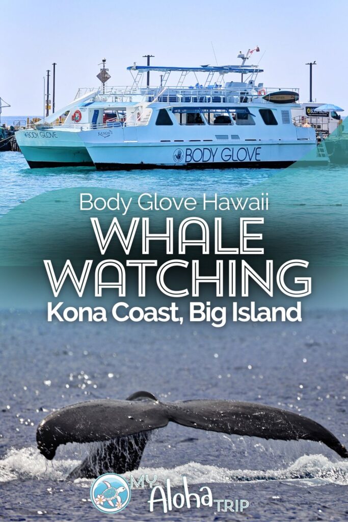 Whale watching from Kona is a great activity and a wonderful way to experience the wildlife of Hawaii. Body Glove Hawaii does a great Kona whale watching trip down the coast during humpback whale season. We've got all the details for planning a wildlife day on the water from Kailua-Kona.