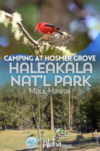 Camping at Hosmer Grove in Beautiful Haleakala National Park
