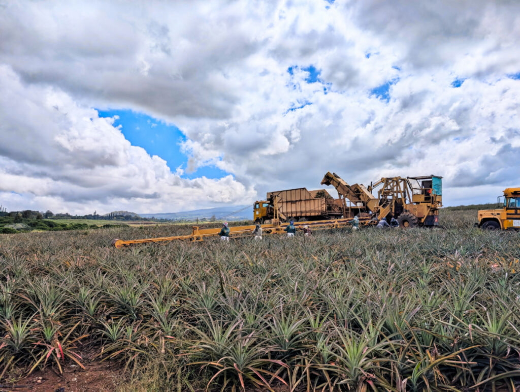 Harvesting at Maui Gold Pineapple Farm Tour Haliimaile Maui Hawaii 2