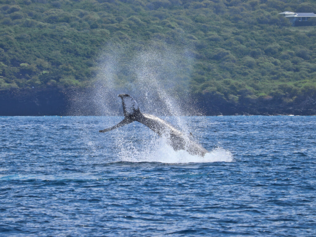 Humpback Whale from Body Glove Hawaii Super Raft Kailua Kona Big Island 3