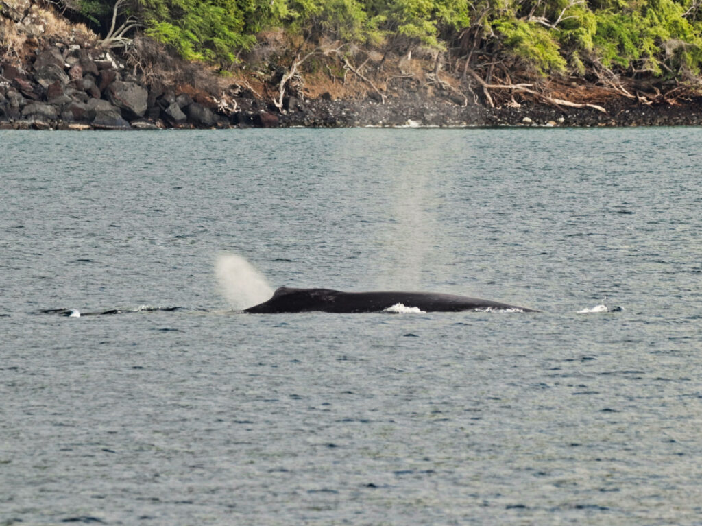 Humpback Whale in Kealakekua Bay from Body Glove Hawaii Historic Dinner Cruise Kailua Kona Big Island Hawaii 1