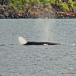 Humpback Whale in Kealakekua Bay from Body Glove Hawaii Historic Dinner Cruise Kailua Kona Big Island Hawaii 1