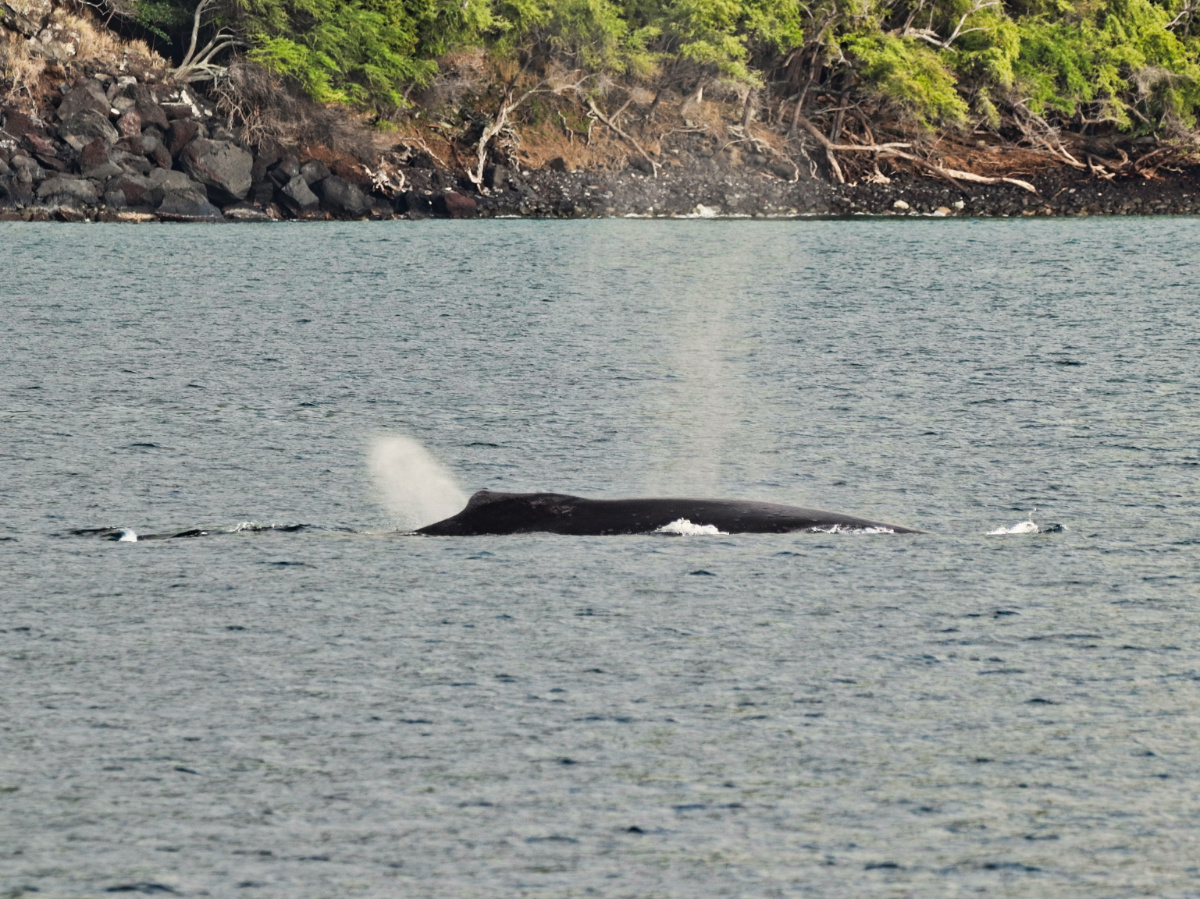 Historic Dinner Cruise from Kona – Body Glove Hawaii’s Storytelling Tour