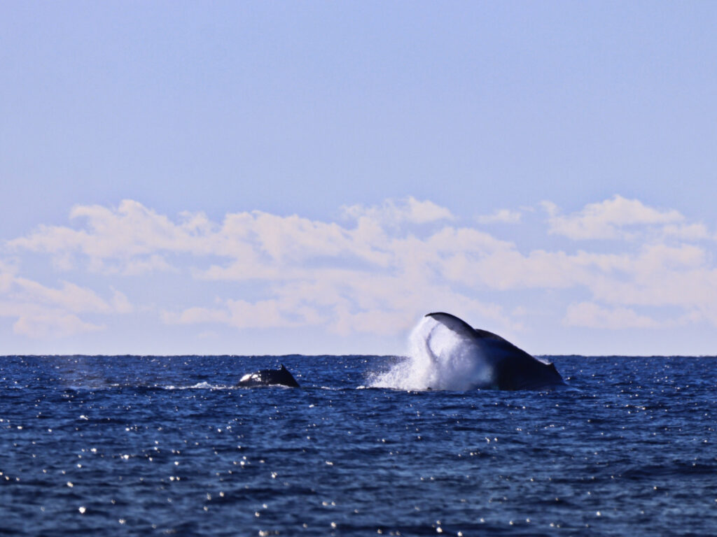 Mama and Baby Humpback Whales from UnCruise Safari Explorer off Kona Coast Big Island Hawaii 1